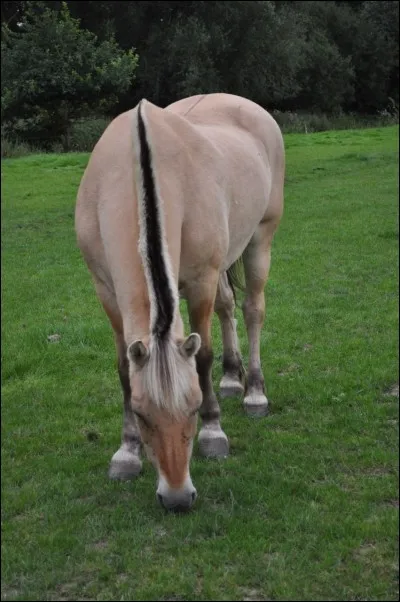 Quelle sorte de crins pr&eacute;f&egrave;res-tu ?