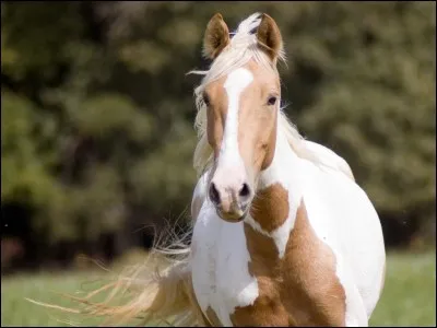 Si tu avais un cheval, tu le mettrais dans un :