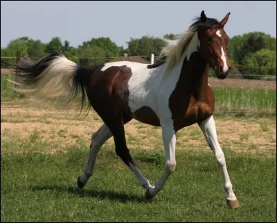 Quel type de cheval es-tu ?Un cheval (de) ...