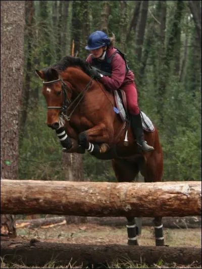 Quel style de cheval es-tu ?