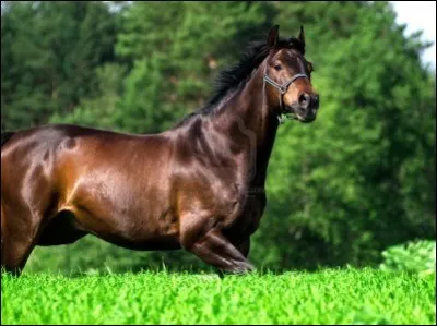 Quel caract&egrave;re de cheval as-tu ?