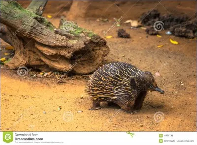 Je suis un animal terrestre, je suis ...
