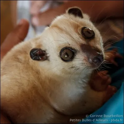 Je suis un animal de l'Océanie, je suis ...