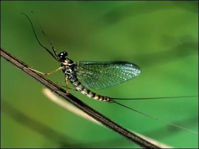 Combien de temps vit l'éphémère ?