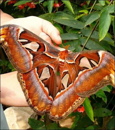 Comment se nomme ce papillon de nuit ?