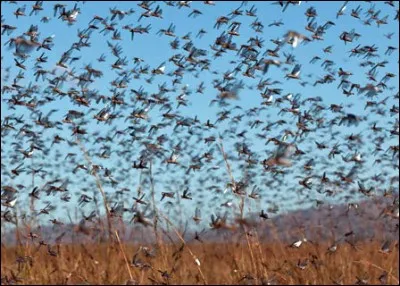 Quel est le nom de cet insecte qui dévaste les cultures, principalement d'Afrique ?