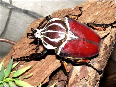 Combien pèse le scarabée Goliath ?