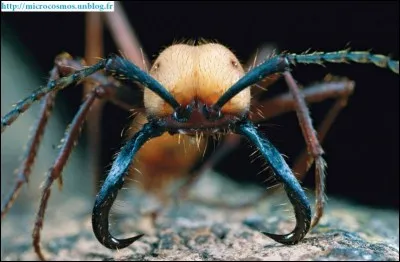 Quel est le nom de cette fourmi, dont la morsure est très douloureuse, et qui se déplace en groupe ?