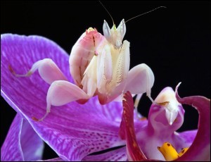Quiz Insectes