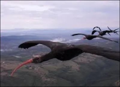 Parmi ces oiseaux, lequel n'est pas migrateur ?