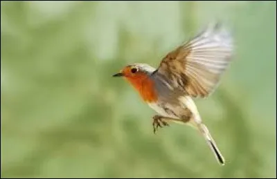 Quel oiseau ne peut pas dépasser les 30 secondes, en vol ?