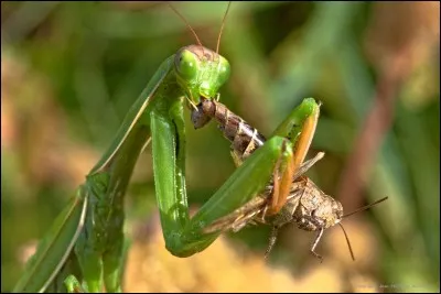 Quel est cet insecte ?
