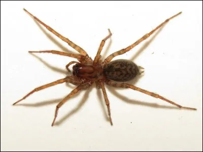 Quel est cet insecte ?