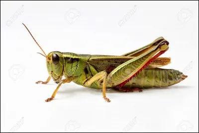 Quel est cet insecte ?