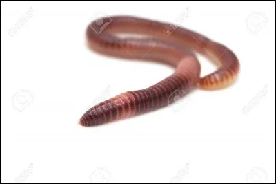 Quel est cet insecte ?