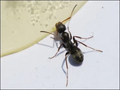 Quel est cet insecte ?