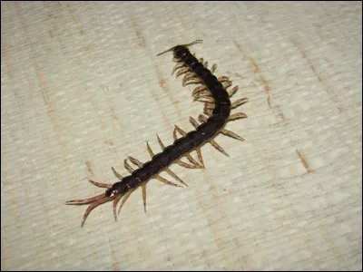 Quel est cet insecte ?