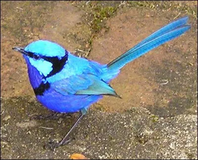 Quel est le nom de cette espèce d'oiseaux d'Australie dont seul le mâle reproducteur revêt ce plumage bleu, et qui vole sur de courtes distances, mais dont les ailes arrondies ne permettent pas des promenades aériennes prolongées ?