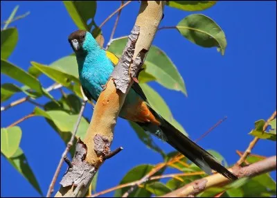 Quel est ce magnifique oiseau endémique d'Australie au plumage vert pâle à bleu turquoise et dont le vol est très élégant ?