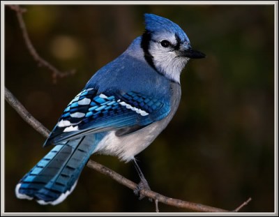 Quel est ce passereau au plumage bleu, volant lentement, au caractère agressif, et qui se nourrit de glands ou de noix ?