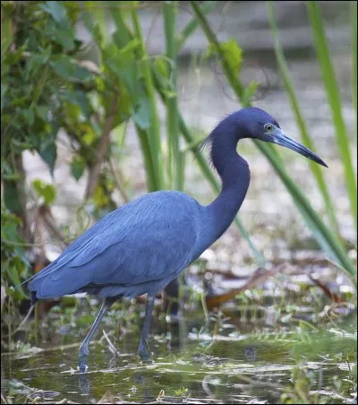 Allez-vous reconnaître cet échassier, au vol majestueux, qui vit dans les zones humides, aux Caraïbes et aux Etats-Unis ?