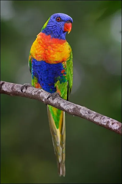 Quel est cet oiseau d'Australie aux belles couleurs, qui a l'inconvénient d'être bruyant, car il vole au-dessus des arbres en criant fortement ?