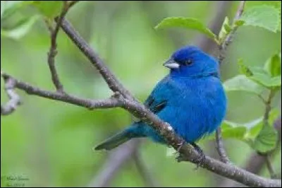 Comment se nomme ce petit oiseau migrateur vivant en Amérique, qui voyage la nuit, lors de sa migration ?