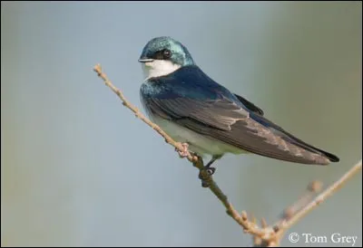Quel est ce bel oiseau voyageur ?
