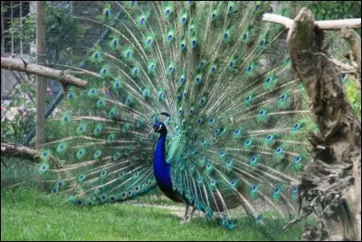 Majestueux, il est originaire d'Asie, quel est cet oiseau dont le plumage et la longue queue n'affectent pas le vol ?