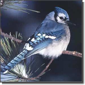 Quiz Oiseaux
