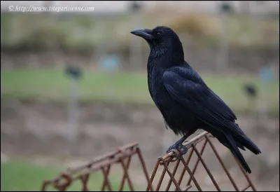 Si vous passiez votre temps &agrave; ... aux corneilles, je vous dirais la m&ecirc;me chose !
