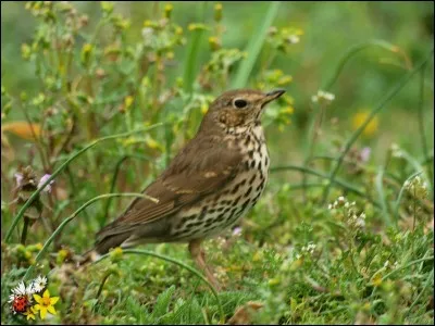 Je vous d&eacute;conseille &eacute;galement ce quiz si vous &ecirc;tes saoul comme ...