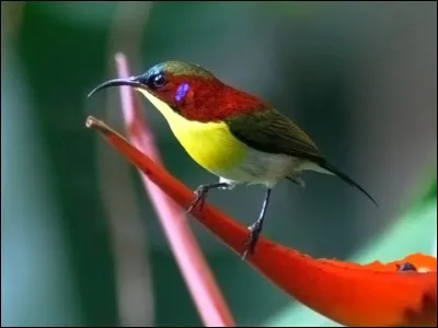 Saison où les oiseaux s'accouplent.