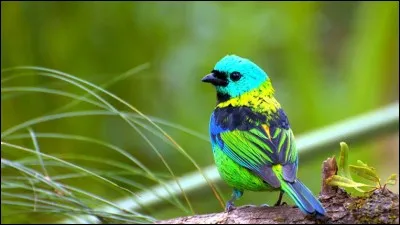 Quand le petit oiseau va sortir.