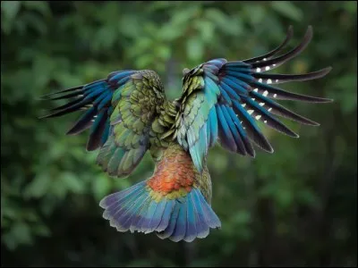 Sternum de l'oiseau.