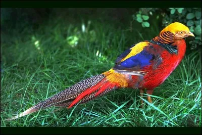 Queue des oiseaux de proie.