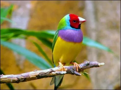 Filet pour prendre les oiseaux.