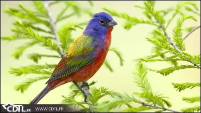 Instrument imitant le cri des oiseaux pour les attirer.