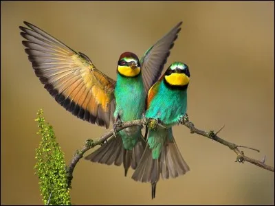 Excrément des oiseaux.