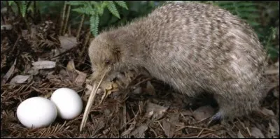 A quelle vitesse peut se déplacer cet oiseau ?