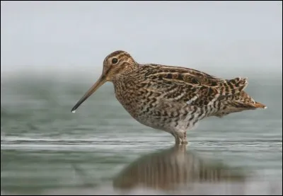 Qu'en est-il de la bécassine double ?
