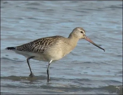 Quel est cet oiseau qui vole le plus loin, et capable de parcourir 
11 500 km en 9 jours ?