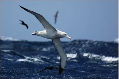 Quel est actuellement le plus grand oiseau volant au monde, avec une envergure pouvant atteindre 3, 70 mètres ?