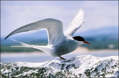 Quel est cet oiseau qui a la migration la plus longue et qui parcourt 40 000 km chaque année ?