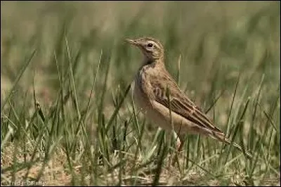 Il ne visite que très rarement l'Europe.