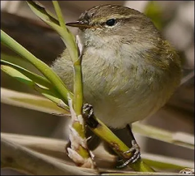 Quel nom porte ce petit oiseau pas farouche du tout ?