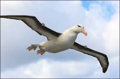 Cet oiseau n'a pas donné son nom à un poème de Baudelaire.