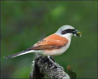 Ce joli oiseau en livrée rousse et il charbonneux est de la famille des pies-grièches.