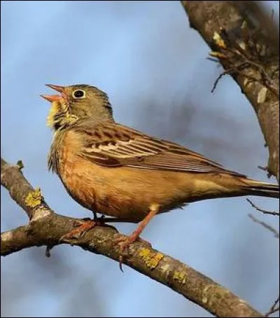 Il est fort heureusement protégé, cependant le braconnage fait des ravages dans ses rangs.