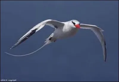Son vol est d'une élégance rare et il porte l'appellation de paille-en-queue.